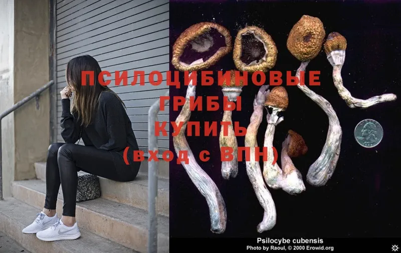 продажа наркотиков  Курильск  Псилоцибиновые грибы MAGIC MUSHROOMS 